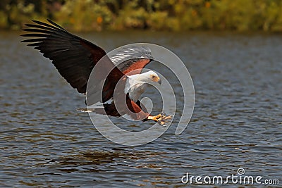 African fish-eagle fishes on the Lake Naivasha Stock Photo