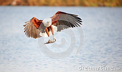 African Fish Eagle (Haliaeetus vocifer) Stock Photo