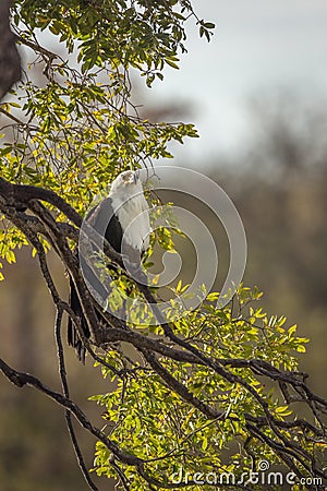 African fish eagle in Kruger National park, South Africa Stock Photo