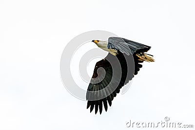 African Fish-eagle in mid flight Stock Photo