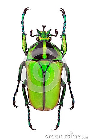 African flower beetle Neptunides polychrous Stock Photo