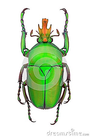 African flower beetle Taurhina longiceps Stock Photo