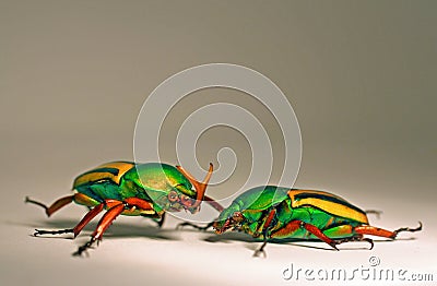 African Flower Beetles Stock Photo