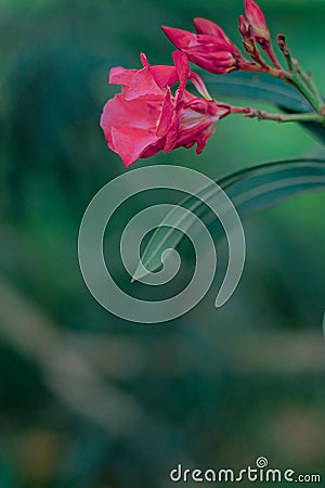 african flower Stock Photo