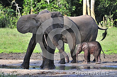 The African Forest Elephant, Loxodonta africana cyclotis, (forest dwelling elephant) of Congo Basin. At the Dzanga saline Stock Photo