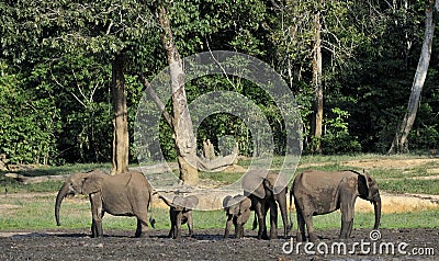 The African Forest Elephant, Loxodonta africana cyclotis, (forest dwelling elephant) of Congo Basin. At the Dzanga saline Stock Photo