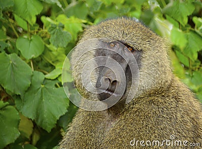 Male olive baboon closeup portrait Stock Photo