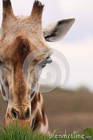 African giraffe eating