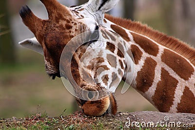 African giraffe feeding Stock Photo