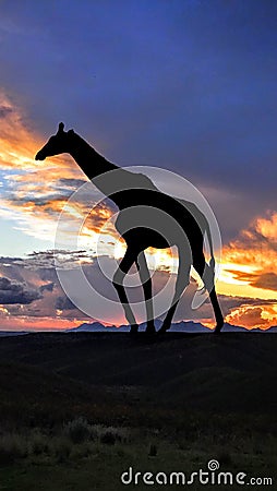 African Giraffe Silhouette at Sunset Stock Photo