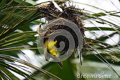 African Golden Weaver Bird climbing into its nest Stock Photo