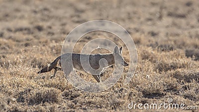 African Golden Wolf in Field Stock Photo