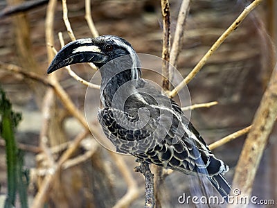 African Gray Hornbill, Laphoceros nasutus, belongs to the smaller hornbill, has a massive hollow beak Stock Photo