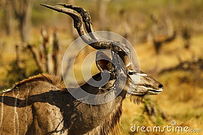 African Greater Kudu Bull Stock Photo