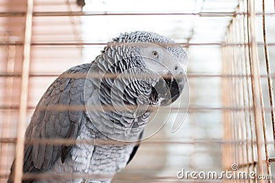 An African Grey cage Yaco Psittacus erithacus Stock Photo