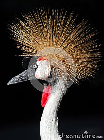 African Grey Crowned Crane Balearica regulorum Stock Photo