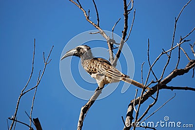 African Grey Hornbill (Tockus nasutus) Stock Photo