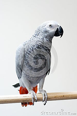 African grey parrot Stock Photo