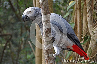 African grey parrot Stock Photo