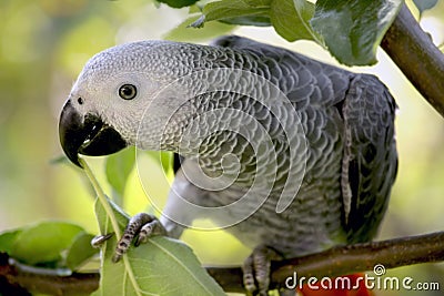 An African Grey Parrot Stock Photo