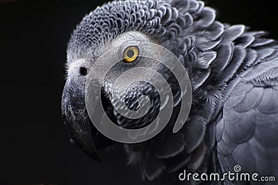 African Grey Parrot Stock Photo