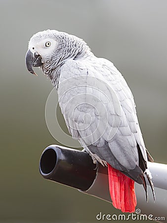 African Grey Parrot (Psittacus erithacus) Stock Photo