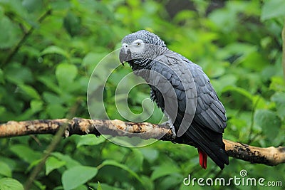 African grey parrot Stock Photo