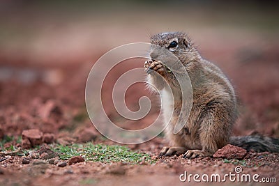 An African Ground Squirrel Xerus Sciuridae sitting in an upright position, nibbling grass. South Africa Stock Photo