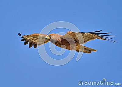 African Harrier-Hawk Stock Photo