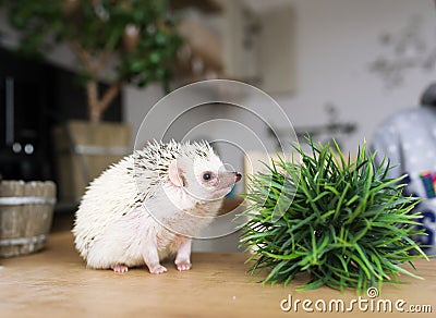 The African hedgehog and pot with a green flower. Stock Photo