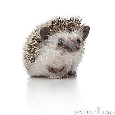African hedgehog sitting and looking away pensive Stock Photo