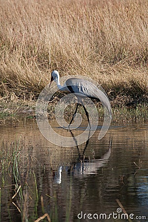 African heron Stock Photo