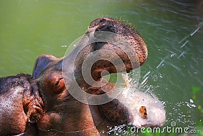 African hippopotamus drinking fresh water Stock Photo