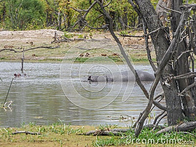 African hippopotamus on river, Botswana Stock Photo