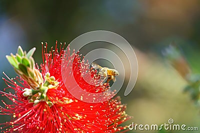 African honeybee Apis mellifera scutellata Stock Photo