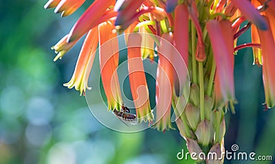 African honeybee pollinating aloe vera flower Stock Photo