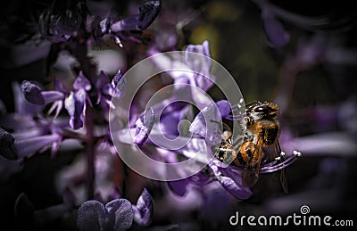 African honeybee isolated on a flower Stock Photo