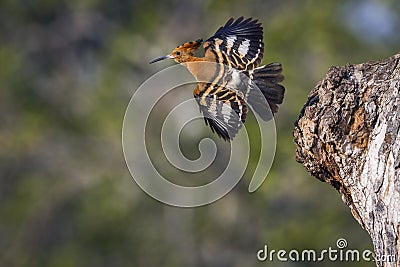 African hoopoe in Kruger National park, South Africa Stock Photo