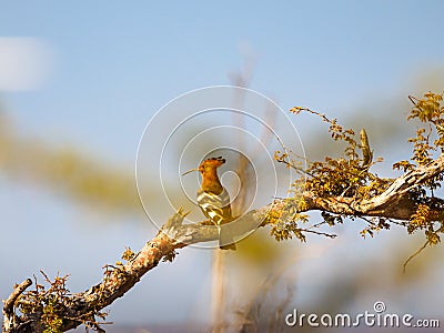 African hoopoe, Upupa africana. Madikwe Game Reserve, South Africa Stock Photo