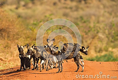 The African Hunting Dog Stock Photo