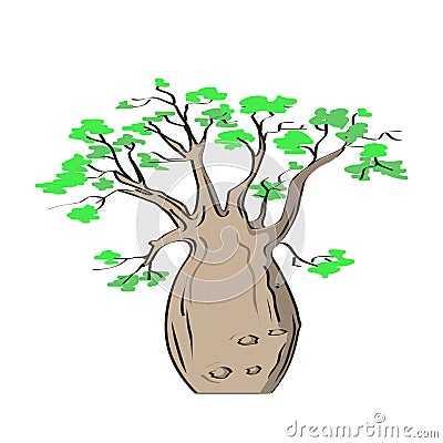 African iconic tree, baobab tree. Adansonia gregorii Vector Illustration