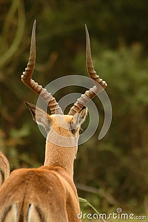 African impala Stock Photo