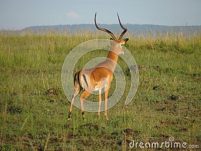 African Impala Stock Photo