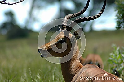 African Impala antelope Stock Photo