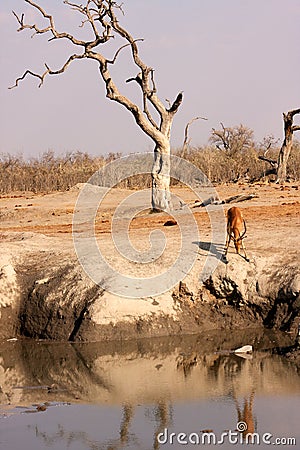 African impala at water hole Stock Photo