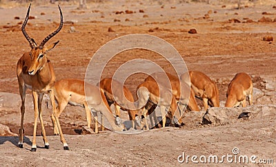 African Impalas Stock Photo