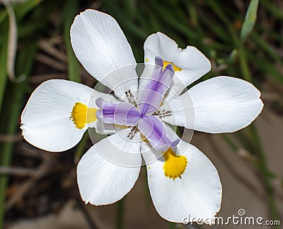 African Iris Stock Photo