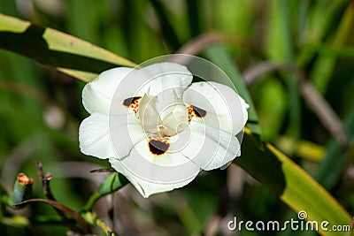 African iris (dietes bicolor) flower Stock Photo