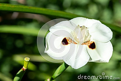 African iris (dietes bicolor) flower Stock Photo