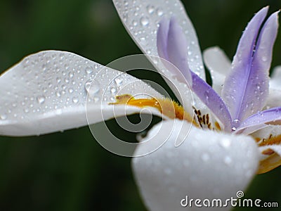 African Iris, Dietes grandiflora Stock Photo